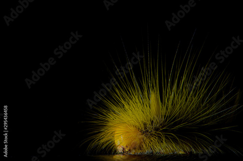 Caterpillar  The worm-shaped worm with yellow hairs on black background  animal insects Macro view  select focus.