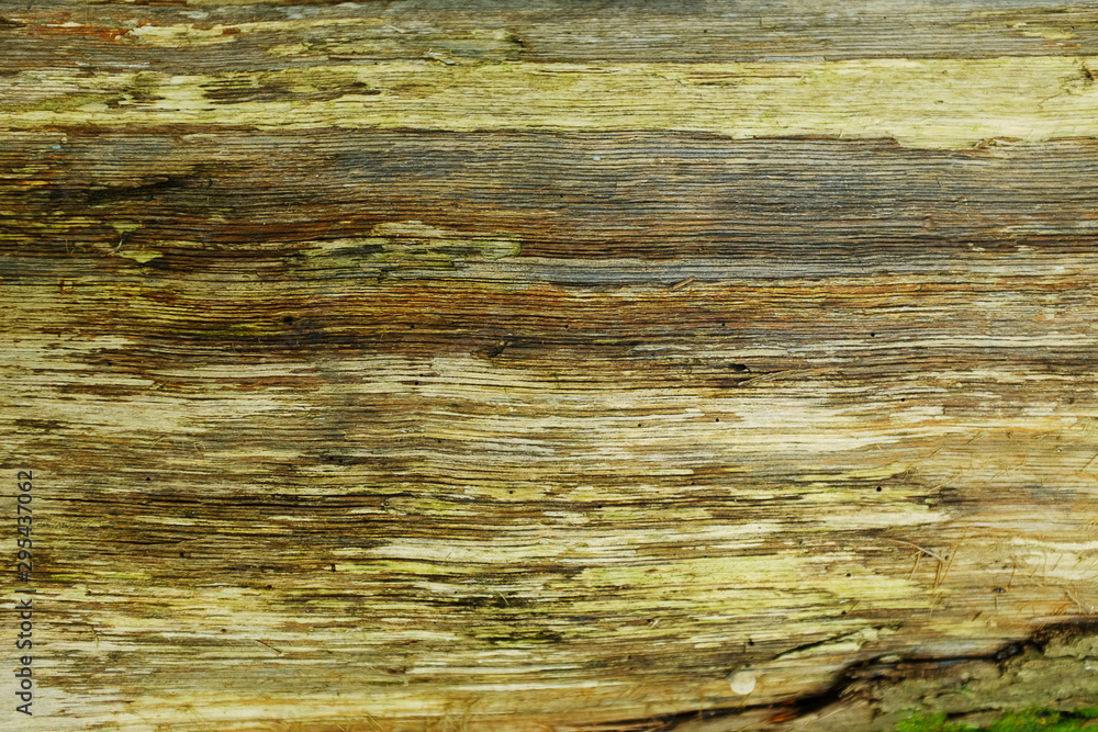 Fototapeta premium Light uneven wood surface