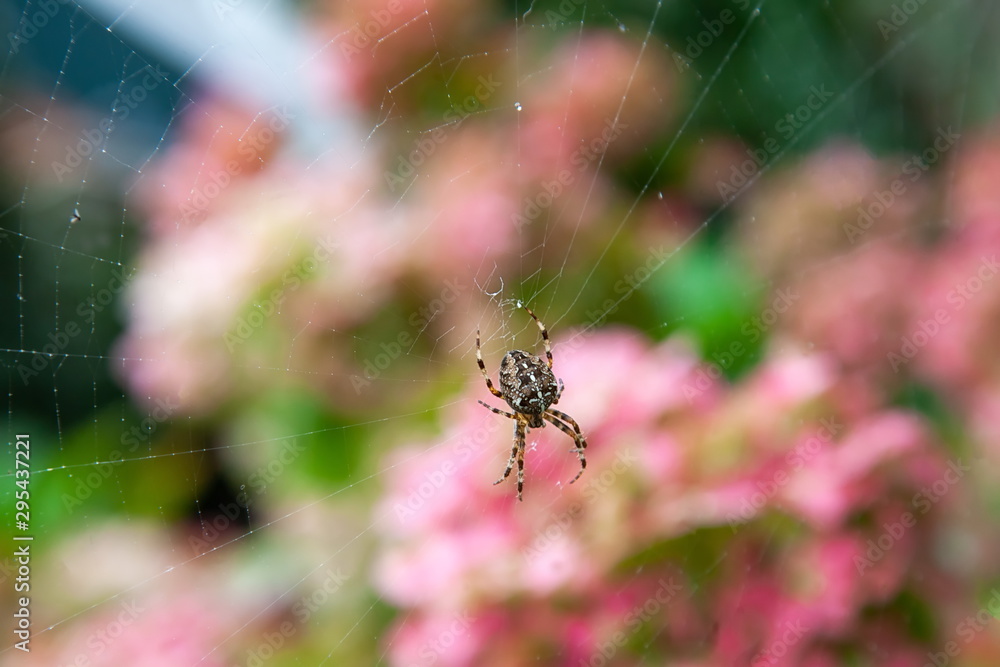 Spinne Spinne