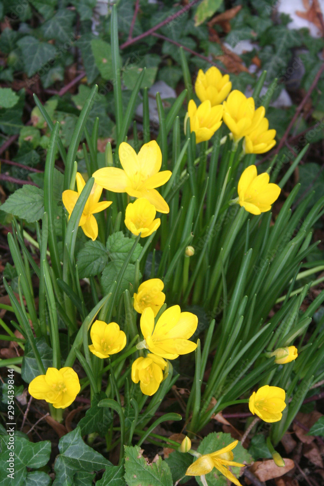 Yellow crocuses in bloom in the garden on autumn