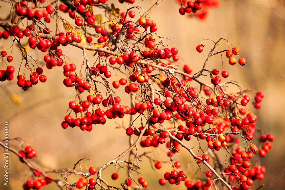 Red fruit of Crataegus monogyna, known as hawthorn or single-seeded hawthorn may, mayblossom, maythorn, quickthorn, whitethorn, motherdie, haw Red fruit of Crataegus monogyna, known as hawthorn or single-seeded hawthorn may, mayblossom, maythorn, quickthorn, whitethorn, motherdie, haw