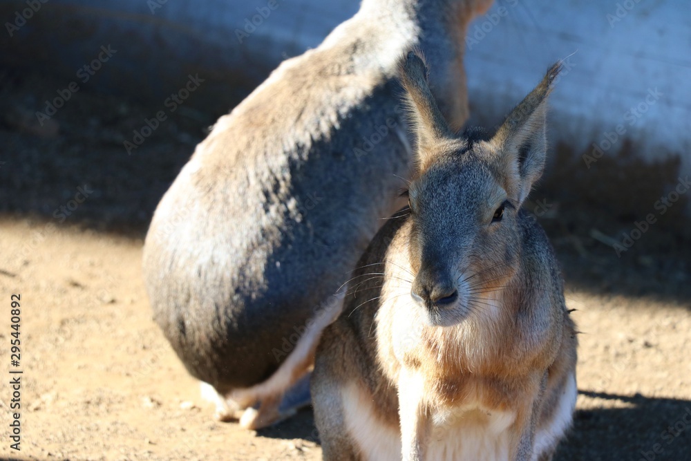 Naklejka premium 動物園のマーラ
