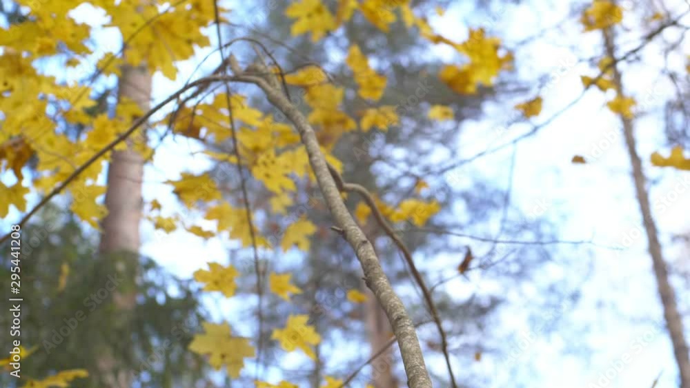Slow motion shot of falling autumn leaves.Trees in autumnal forest Slow motion shot of falling autumn leaves.Trees in autumnal forest