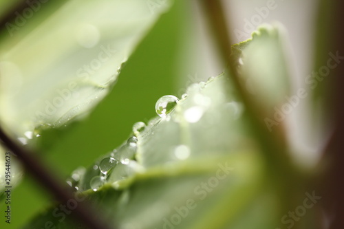 water drops on leaves out in nature