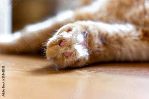 Fototapeta Naklejka Na Ścianę i Meble -  Beautiful close - up paws red cat who is at home.