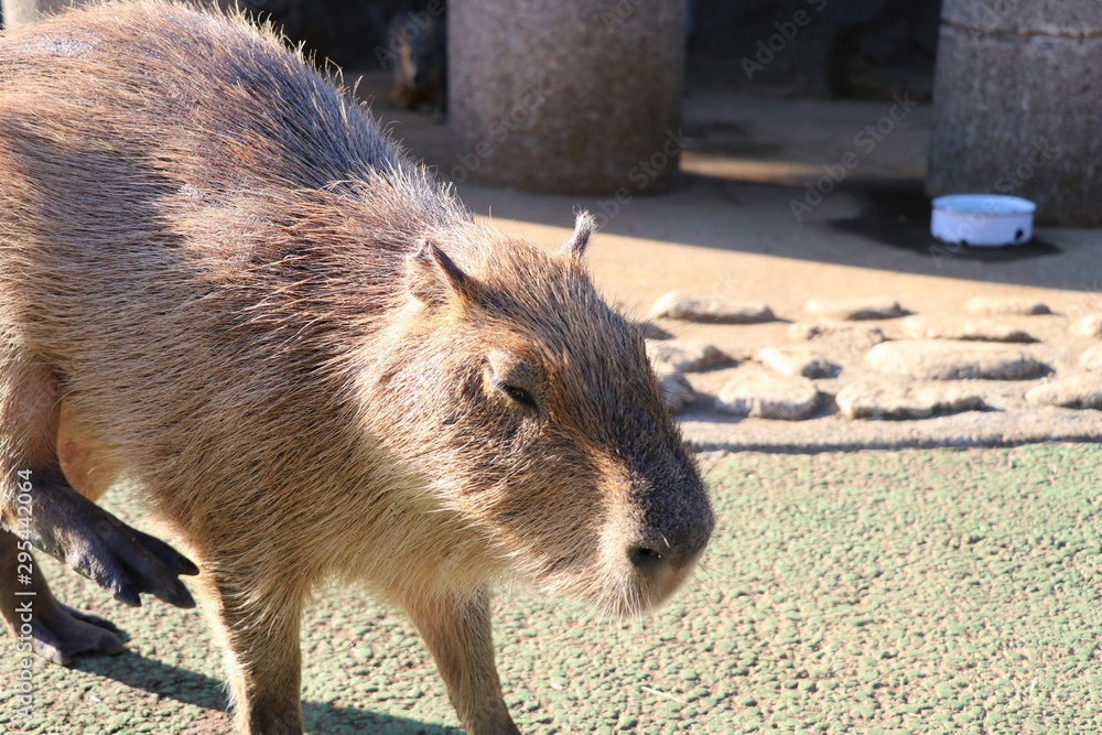 カピバラ