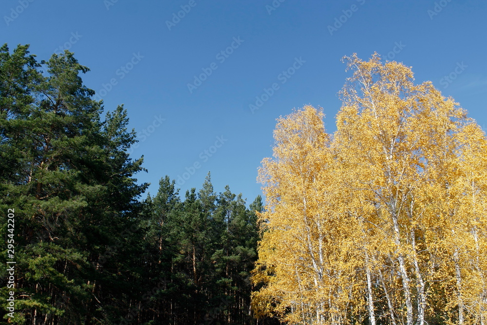 Fototapeta premium tree in autumn