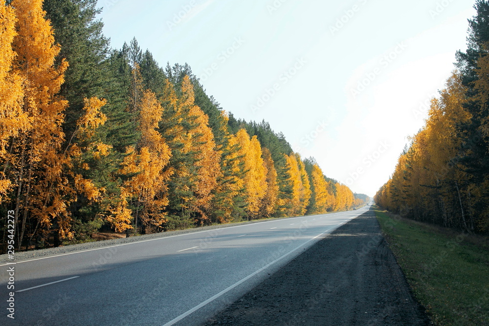 Fototapeta premium road in autumn