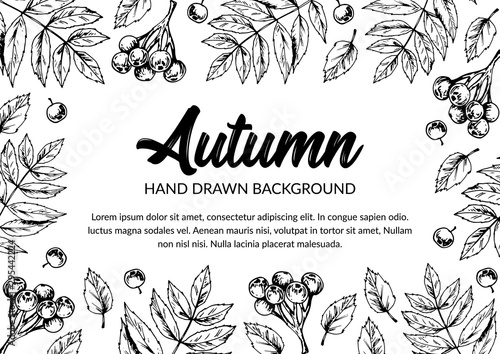 Horizontal hand drawn autumn design with rowan leaves and berries. Vector illustration in sketch style isolated on white.