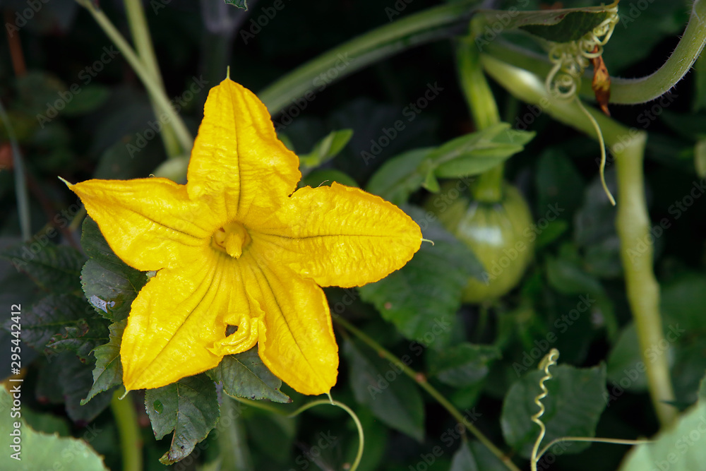 Yellow pumpkin flower closeup .Texture or Background Yellow pumpkin flower closeup .Texture or Background
