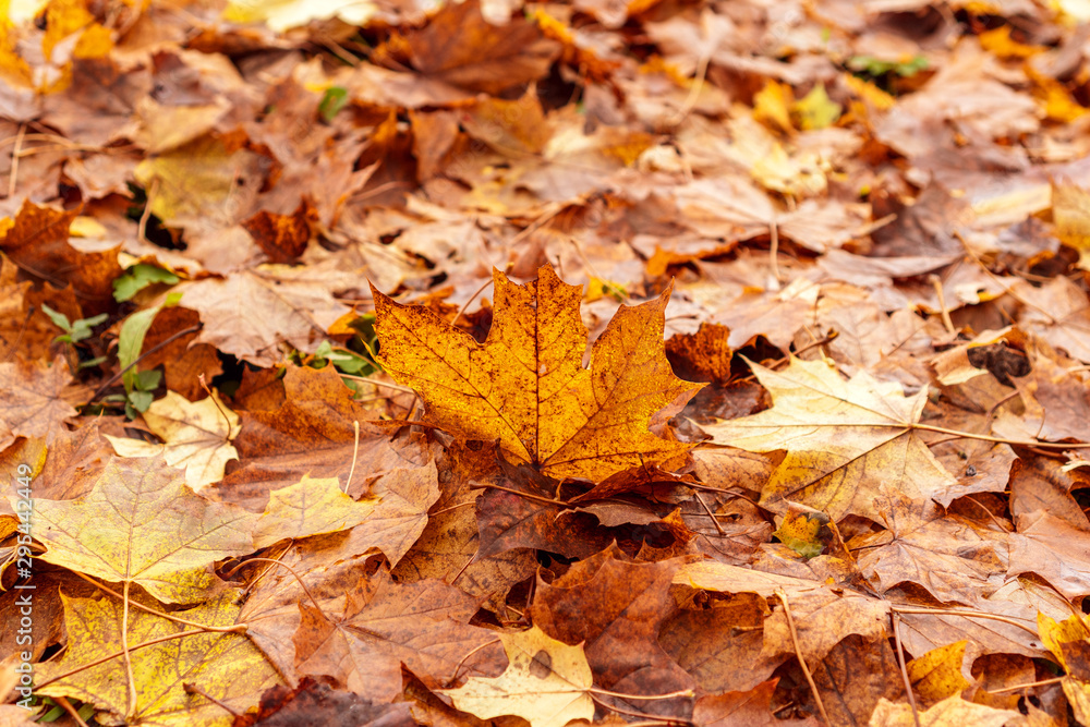 Fall leaves laying on the forest floor