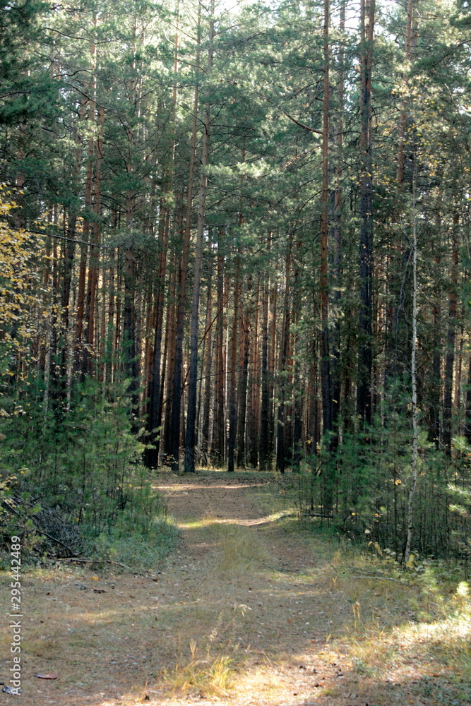 Obraz premium nature