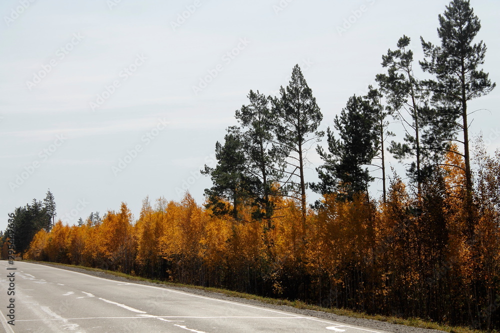 Fototapeta premium road in the forest