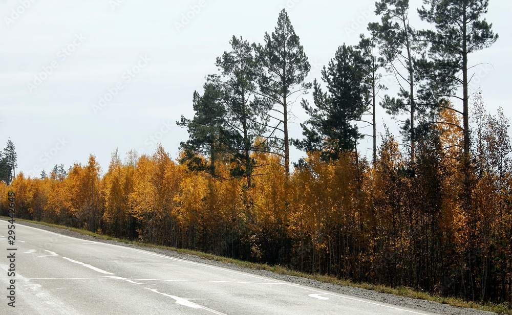 Fototapeta premium road in winter forest