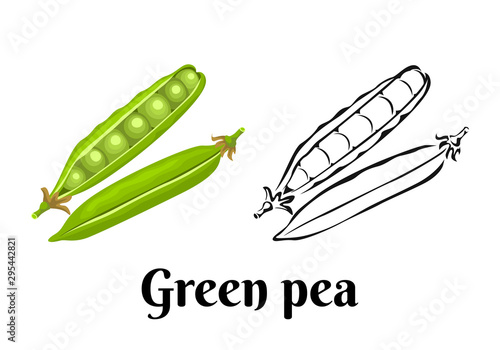 Green pea isolated on white background. Vector color illustration of legumes in cartoon flat style and black and white outline. Icon.