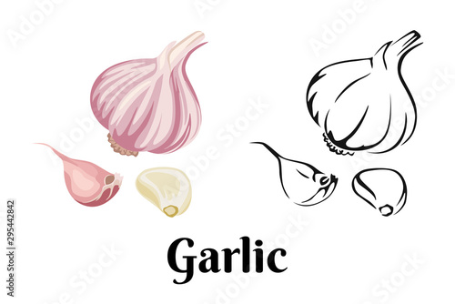Garlic isolated on white background. Vector color illustration of sliced garlic, garlic clove, garlic bulb in cartoon flat style and black and white outline. Vegetable Icon. photo