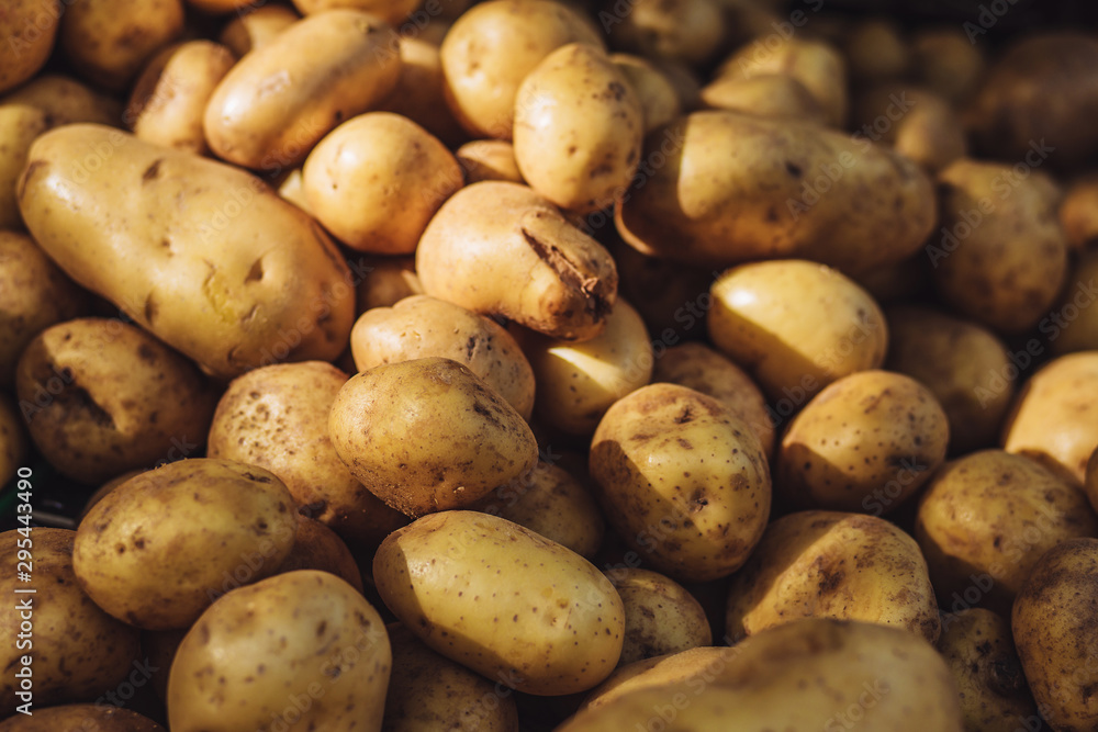 Closeup harvest of freshly washed white potatoes - fruit rural market Closeup harvest of freshly washed white potatoes - fruit rural market