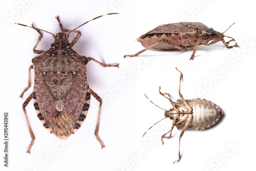 Foto Brown marmorated stink bug close up dorsal and side view set
