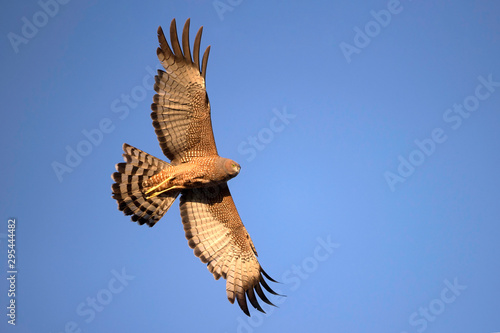 Spotted Harrier - Western Treatment Plant