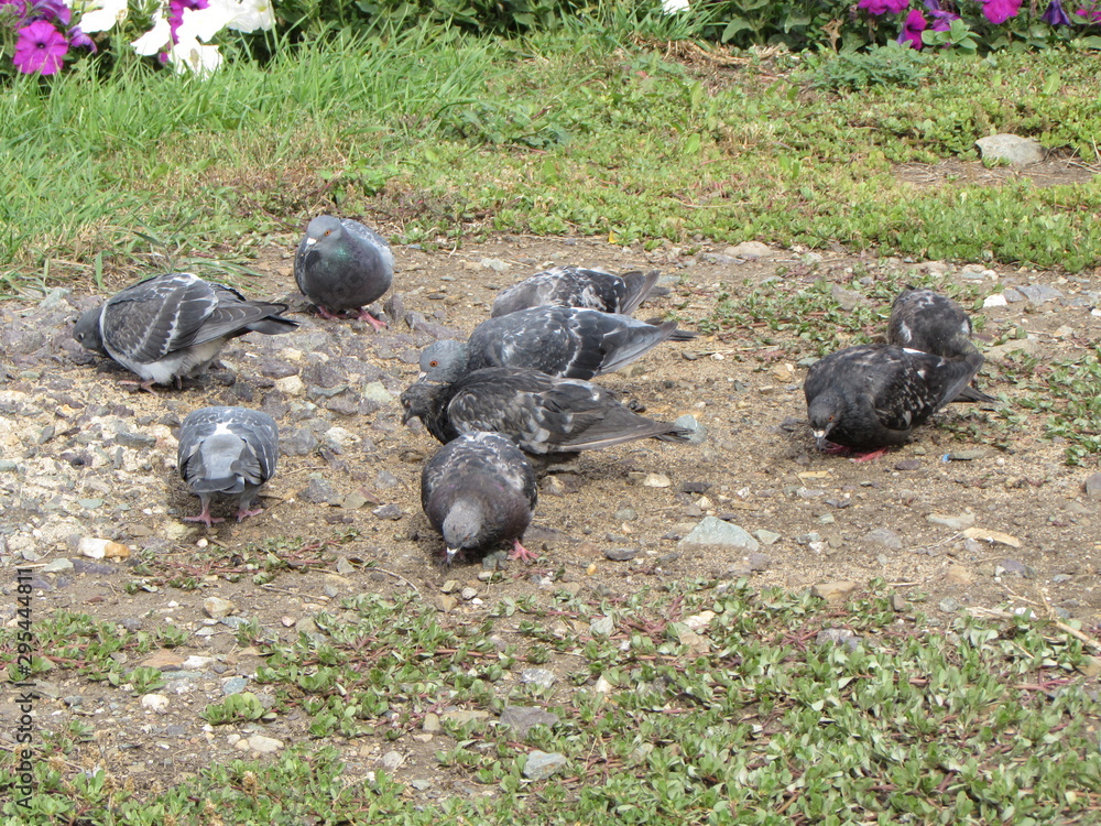 Obraz premium flowers. flower