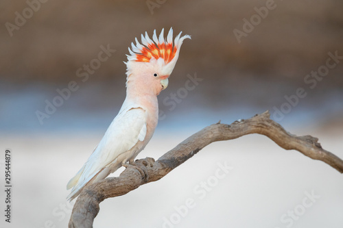 Major Mitchell - SW QLD