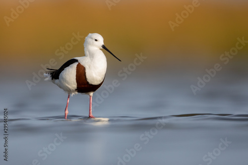 Photography Banded Stilt - Western Treatment Plant