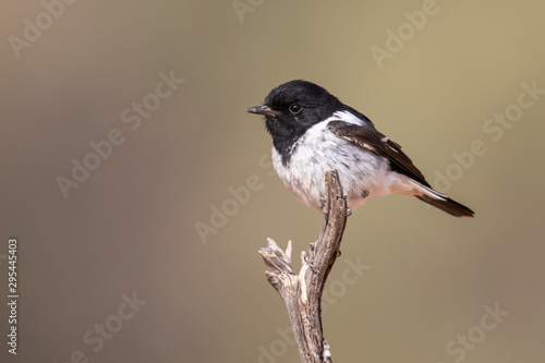 Hooded robin 