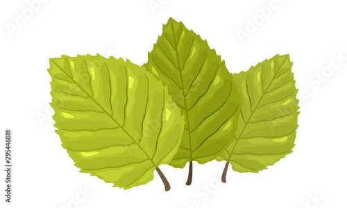 Three green leaves with visible tertiary veins of beech tree. Springtime, summertime concept. Cartoon vector isolated on white for botany, gardening, ecology, natural environment protection projects.