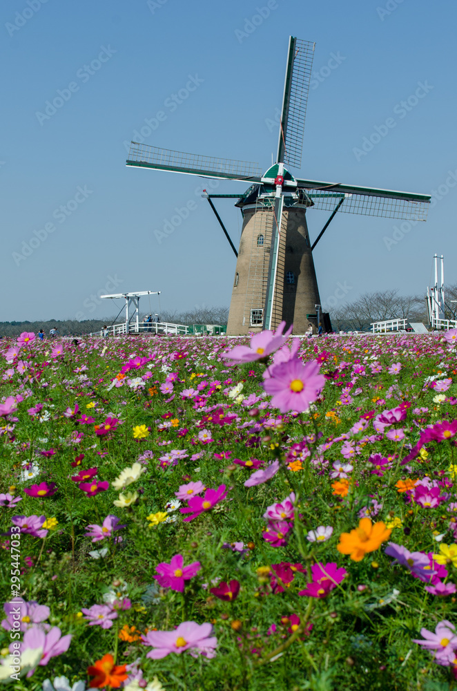 cosmos and windmill in japan.