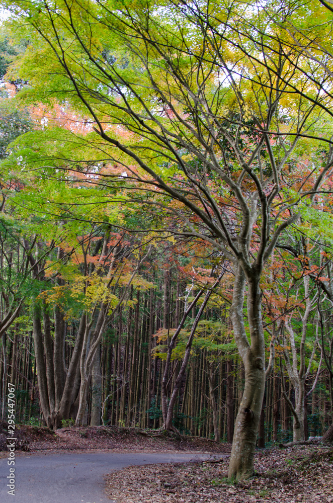green foliage in autumn. japan.