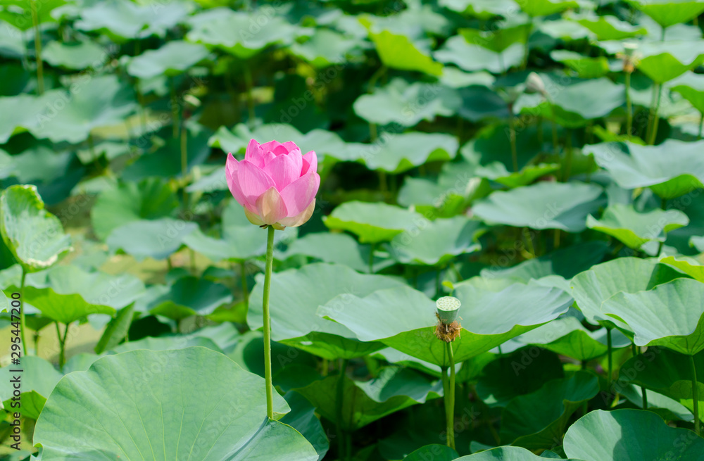 lotus in a pond. Japan.