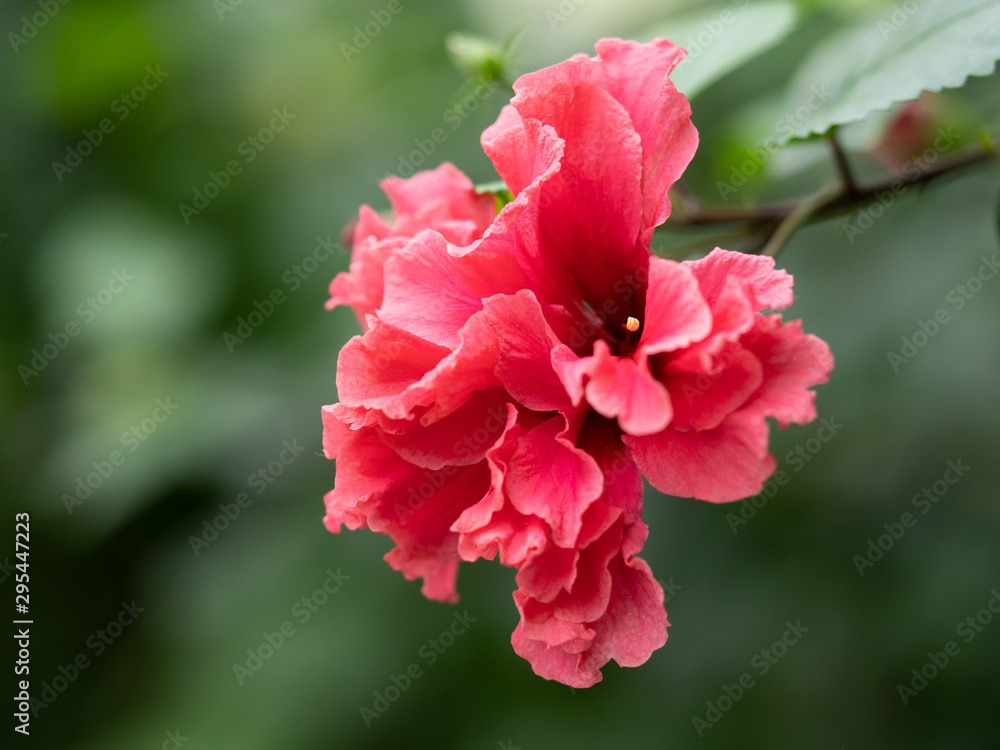 Obraz premium 紅いハイビスカス