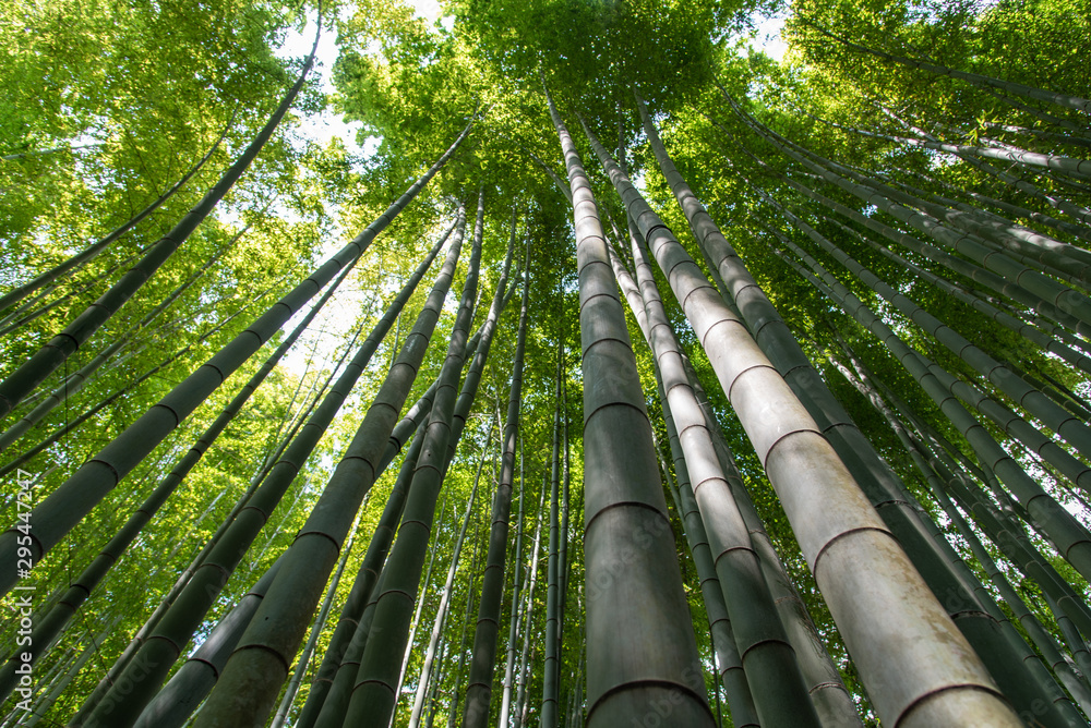 green bamboo forest in japan. green bamboo forest in japan.