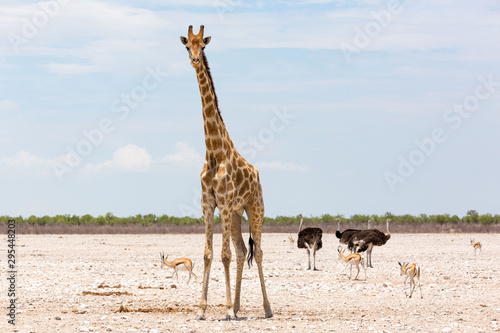 A single giraffe with ostriches and antelopes in the background, Etosha, Namibia, Africa © Nadine