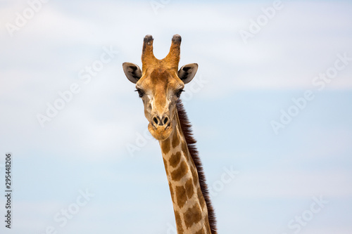 Close up of a giraffe looking into the camera, Etosha, Namibia, Africa © Nadine