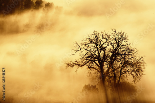 Single tree in the fog