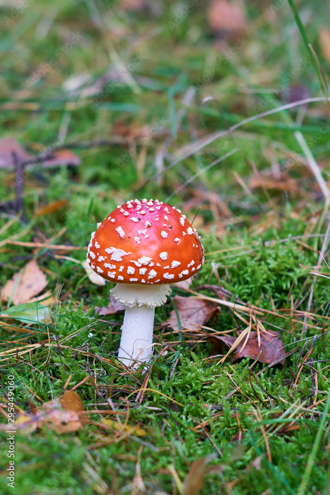 Young Amanita muscaria mushroom, known as the fly agaric or fly amanita, growing on bright green mossy forest soil in autumn, fairytale-like fascinating but toxic for humans. Young Amanita muscaria mushroom, known as the fly agaric or fly amanita, growing on bright green mossy forest soil in autumn, fairytale-like fascinating but toxic for humans.