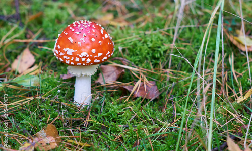 Young Amanita muscaria mushroom, known as the fly agaric or fly amanita, growing on bright green moss on humid forest soil in autumn.