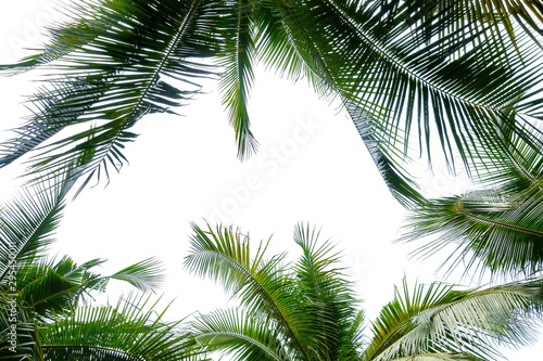tropical coconut palm leaf frame isolated on white background