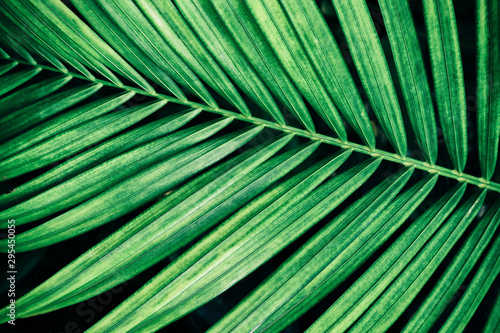 tropical palm leaf, green nature background