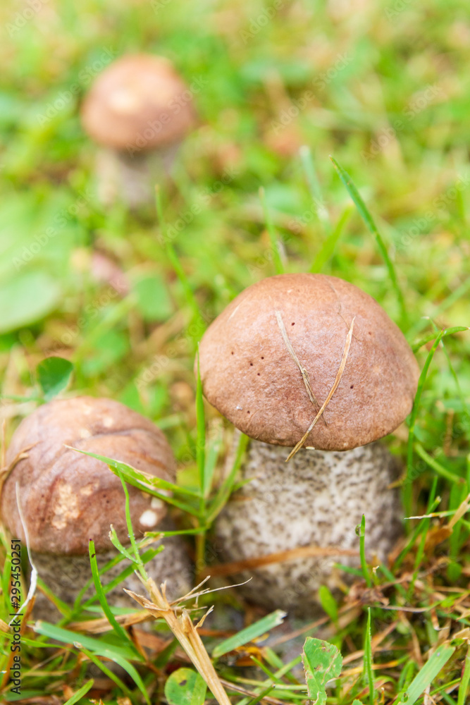 Boletus mushrooms grow in the summer in the green grass Boletus mushrooms grow in the summer in the green grass