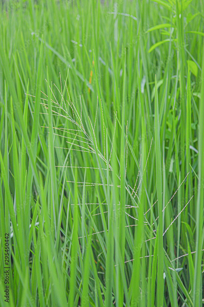 close up of rice field, green rice plant on a east asia farmland close up of rice field, green rice plant on a east asia farmland
