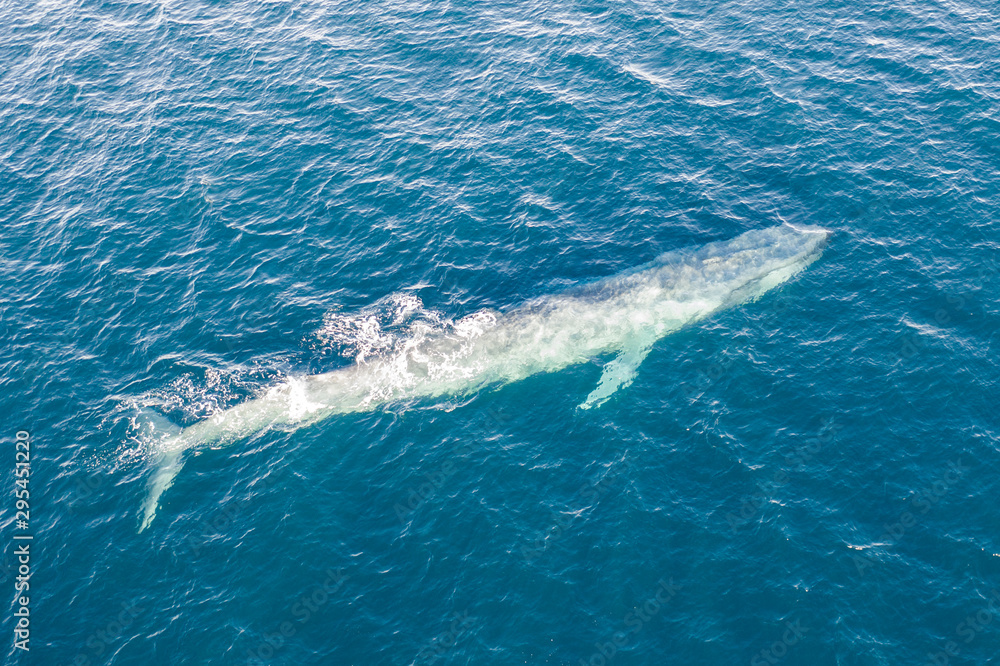 Fototapeta premium A pygmy blue whale, Balaenoptera musculus brevicauda, swims in the Banda Sea, Indonesia. This huge cetacean reaches up to 24 meters in length and makes up to about half of all blue whales alive.
