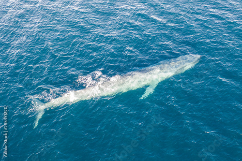 A pygmy blue whale  Balaenoptera musculus brevicauda  swims in the Banda Sea  Indonesia.  This huge cetacean reaches up to 24 meters in length and makes up to about half of all blue whales alive.
