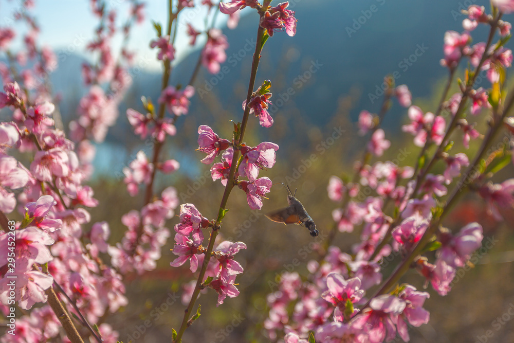 Macroglossum stellatarum know as sphinx hummingbird while looking for nectar among peach blossoms Macroglossum stellatarum know as sphinx hummingbird while looking for nectar among peach blossoms