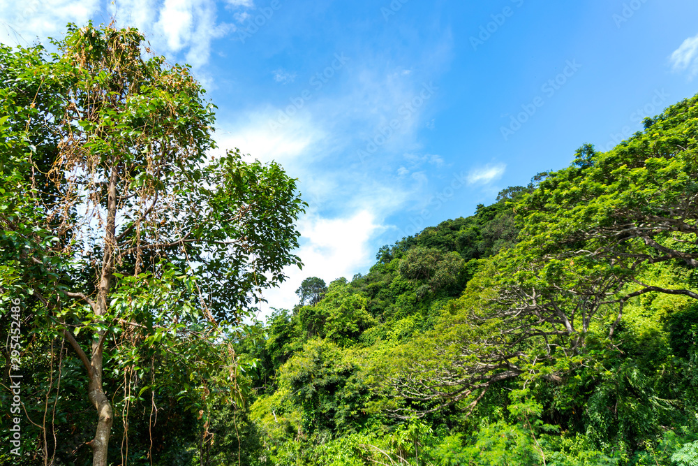 Tree after rain in the morning, look beautiful with bright Tree after rain in the morning, look beautiful with bright