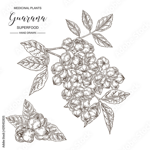 Guarana ripe fruits. Hand drawn branch of guarana isolated on white background. Medical plants collection. Vector illustration in sketch style.