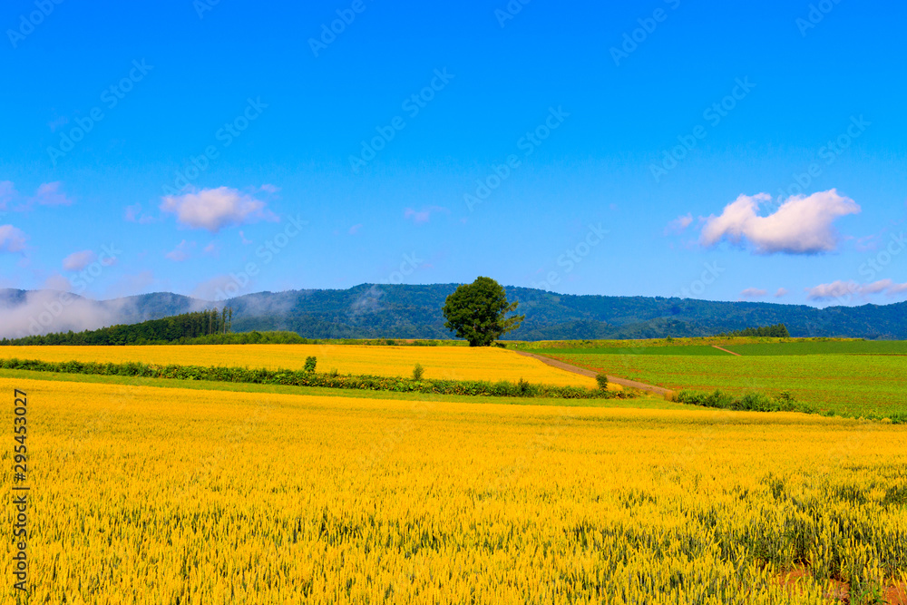 Fototapeta premium 名前も無い木