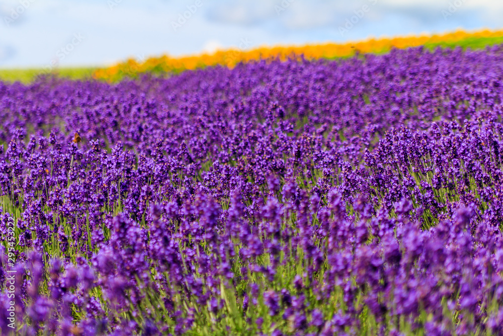 Fototapeta premium ラベンダーの花