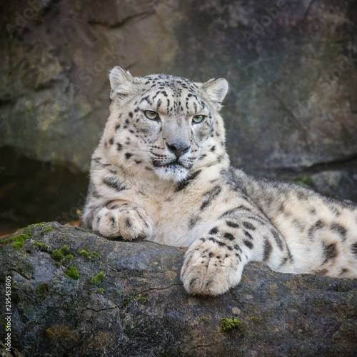 Snow leopard on rocky ledge © Rixie